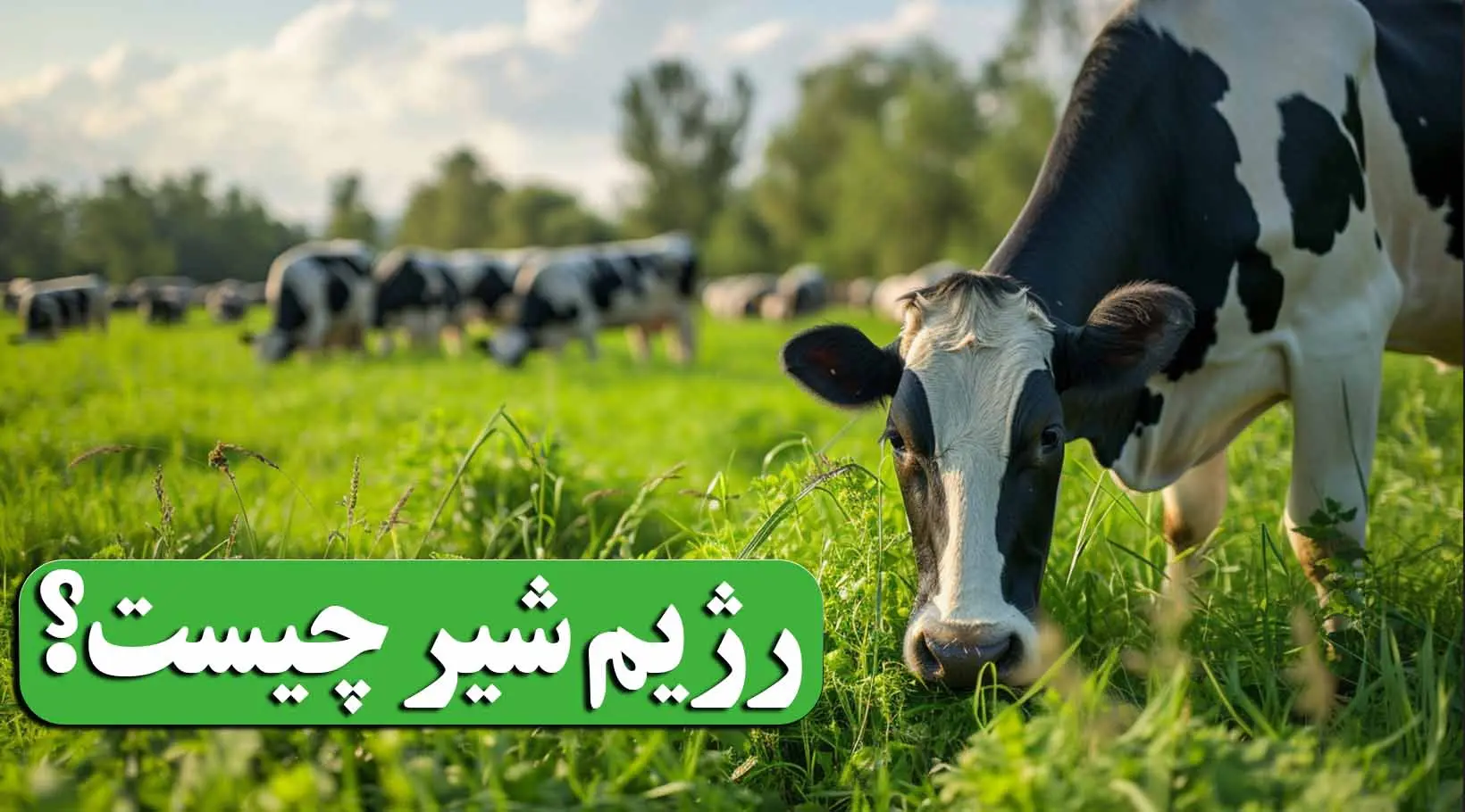 رژیم شیر