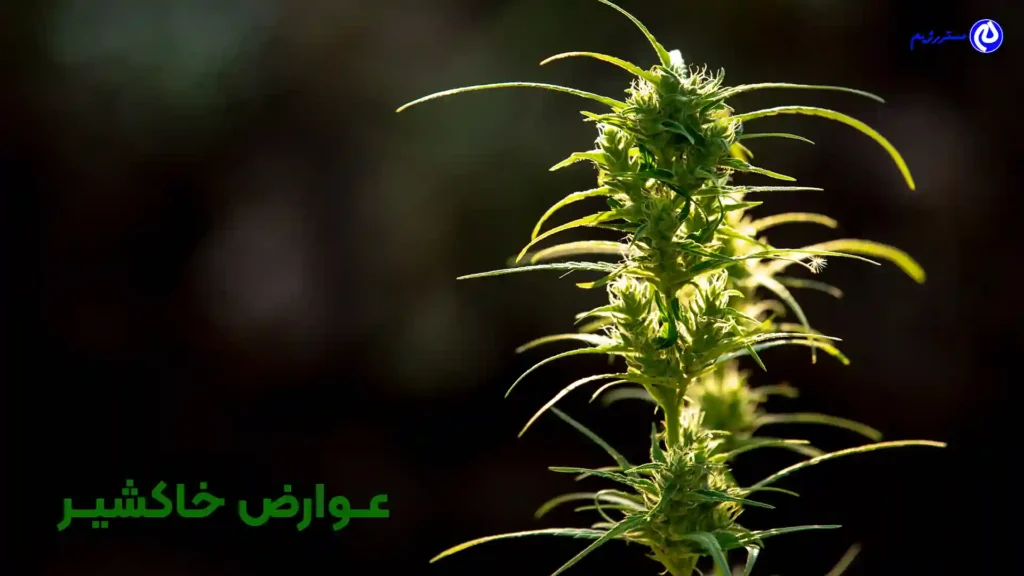 تصویر یک گل خاکشیر