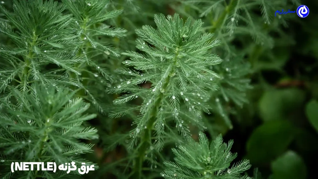 عرق گزنه